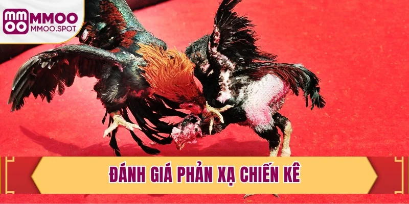 Đánh giá phản xạ chiến kê