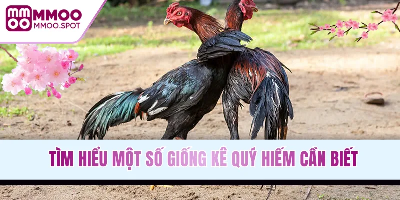 Tìm hiểu một số giống kê quý hiếm cần biết